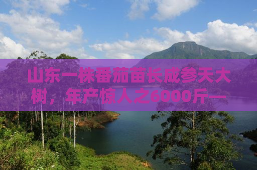 山东一株番茄苗长成参天大树，年产惊人之6000斤——揭秘背后的故事